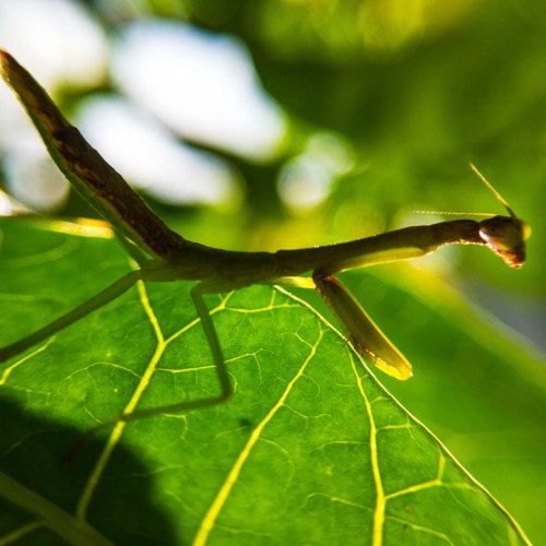 Mantis