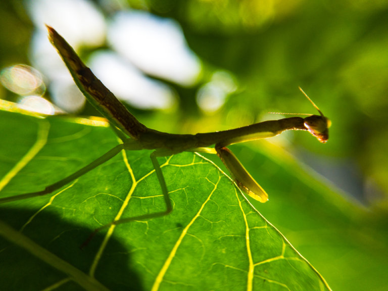 Mantis