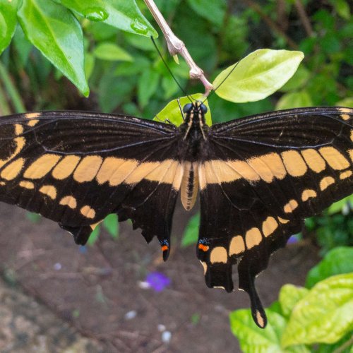 borboleta-asa-quebrada
