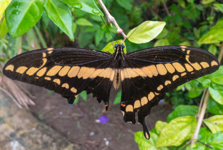 borboleta-asa-quebrada