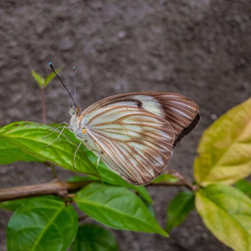 borboleta-na-folha