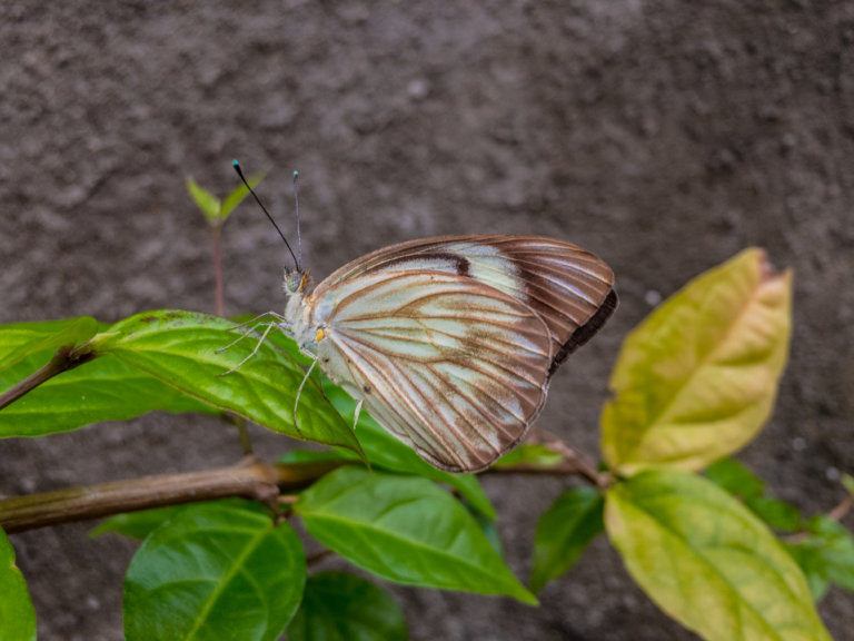 borboleta-na-folha