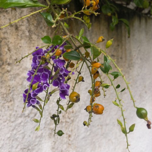 flor-frutinhas