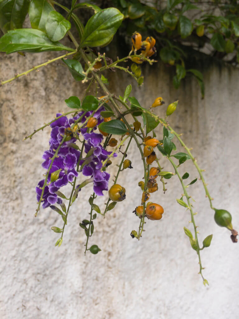 flor-frutinhas