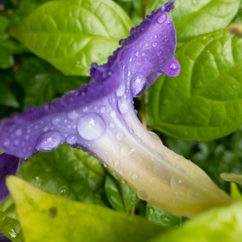 Purple Flower