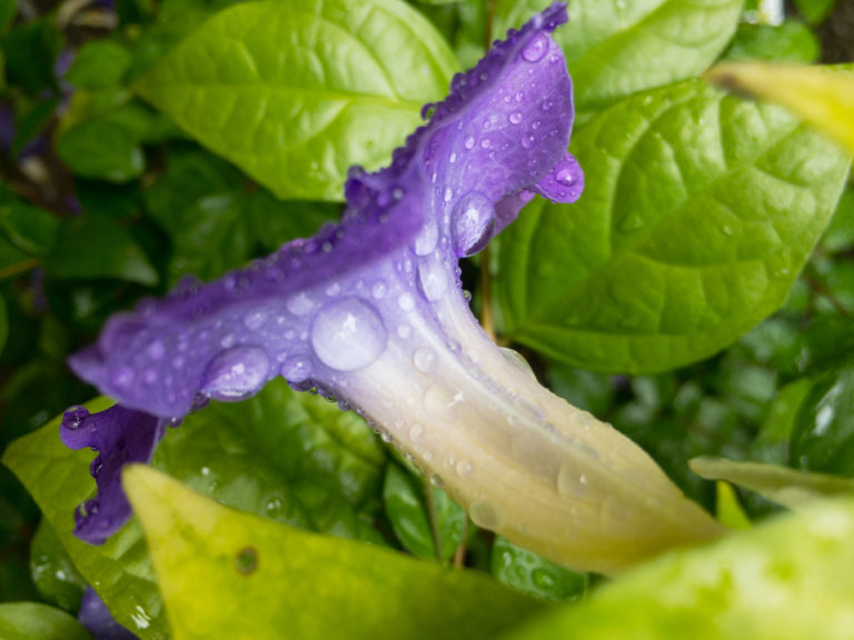 Purple Flower