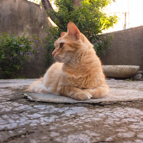 gato-laranja