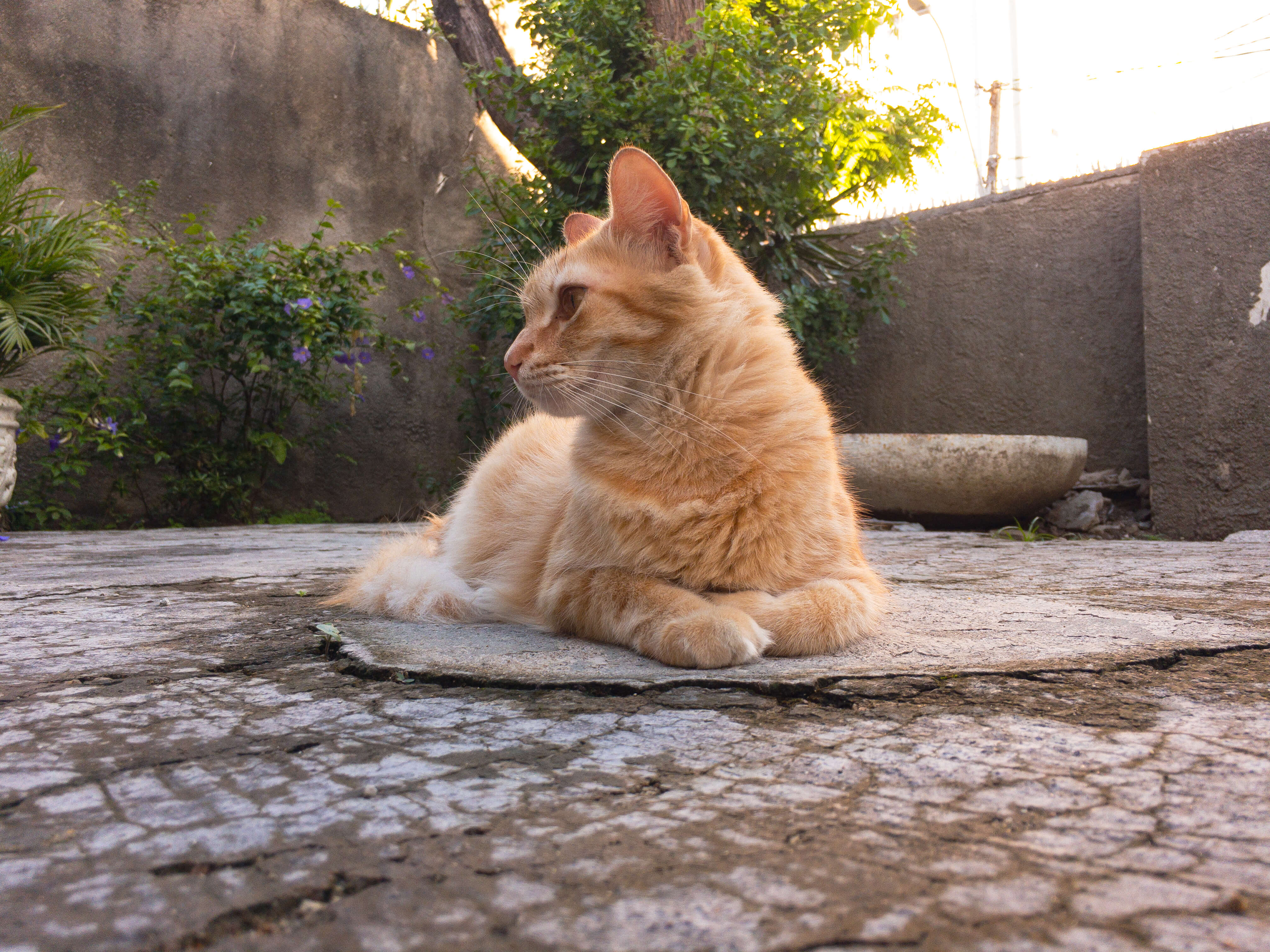 gato-laranja