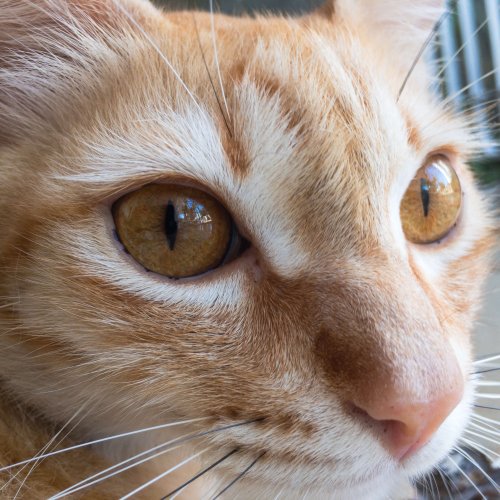gatos