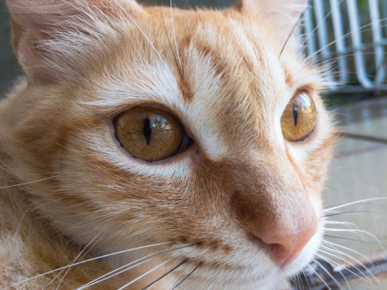 gatos
