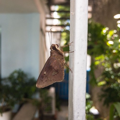mariposa