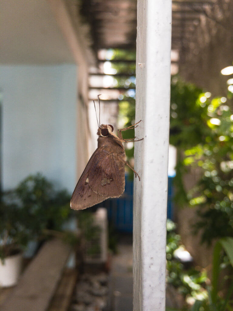 mariposa