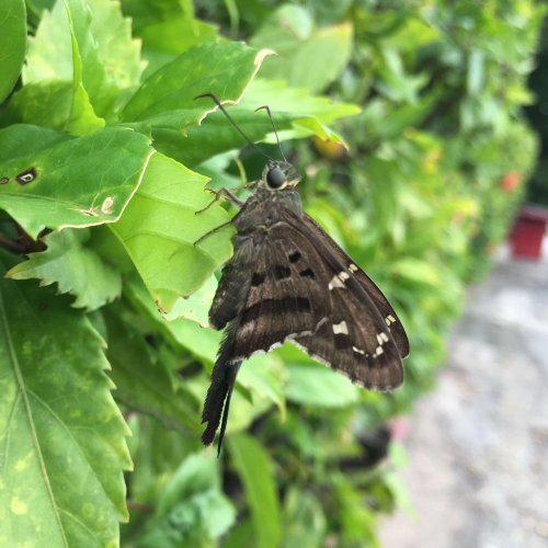 Little Grey Butterfly