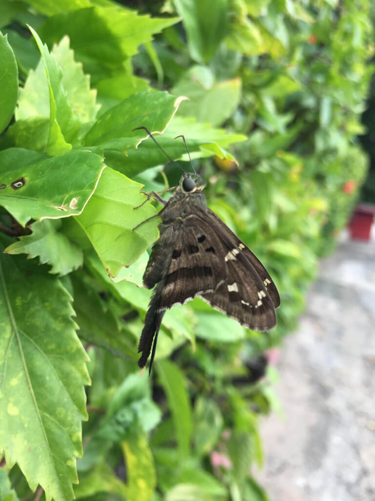 Little Grey Butterfly