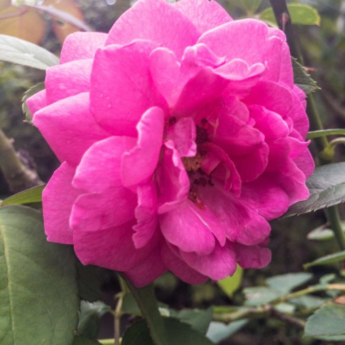 pink-rose