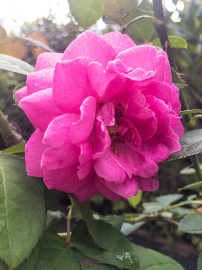 pink-rose